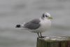 Kittiwake at Southend Pier (Steve Arlow) (29708 bytes)